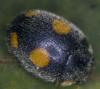 Platynaspis luteorubra